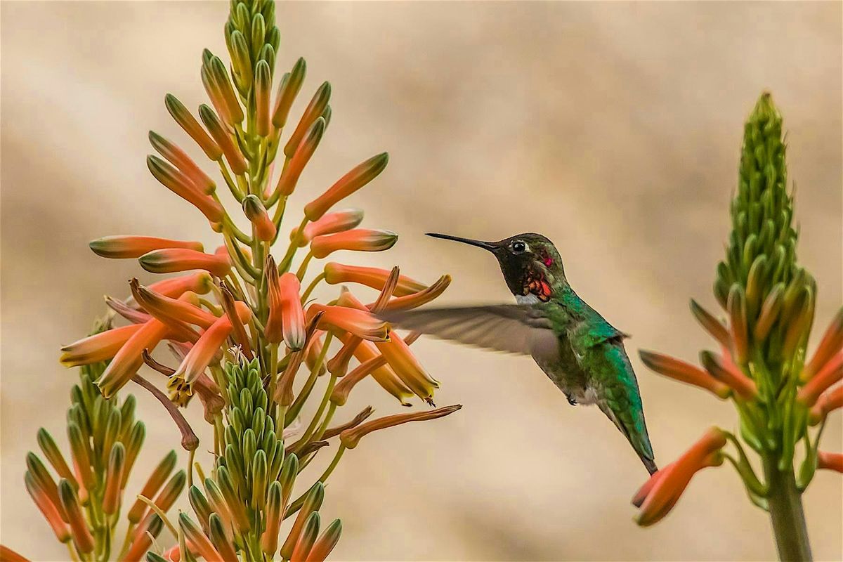 Garden Tour de Bird