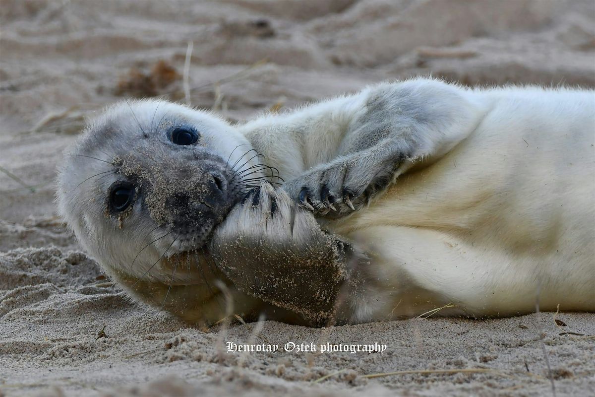 Norfolk SEAL PUPS, Britain's most magical wildlife spectacular!