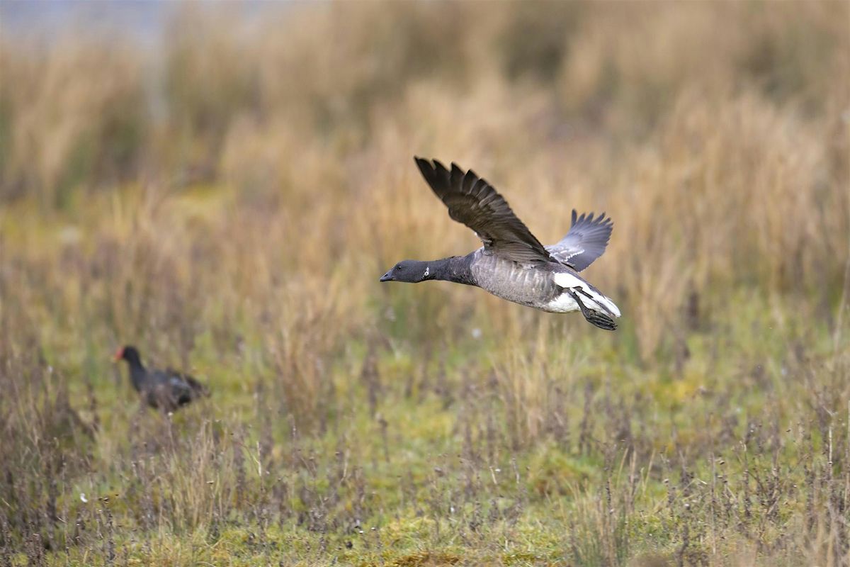 Autumn bird migration walk