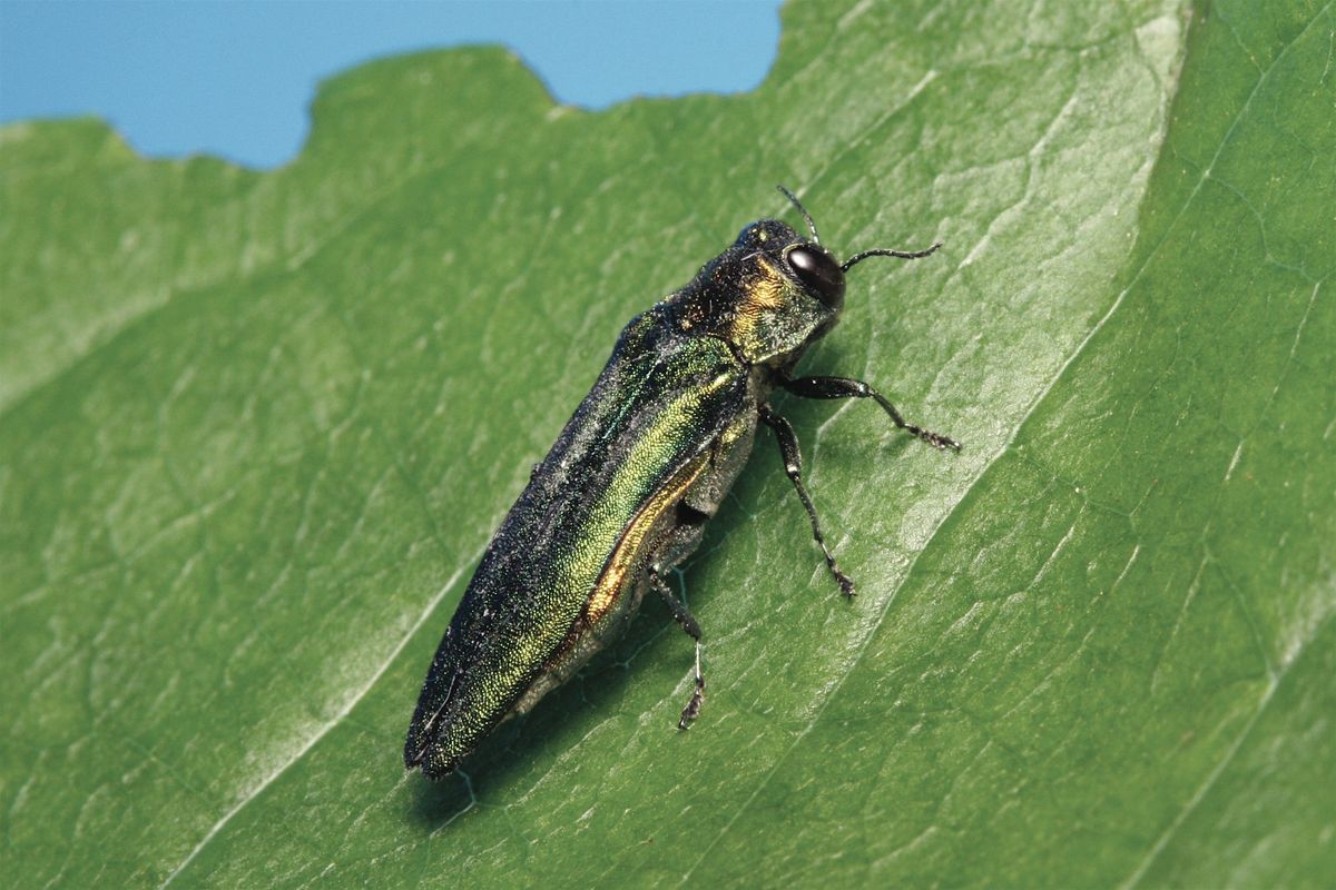 EAB in British Columbia: How to Implement a Successful IPM Program