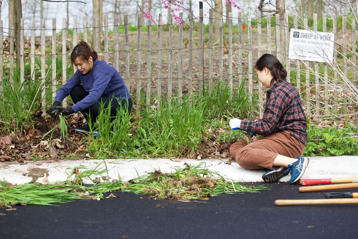 Governors Island Spring Cutback