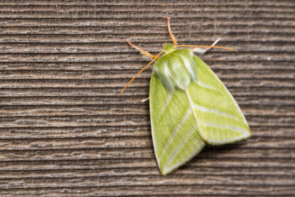 Junior Ranger Nature Club - Marvellous Moths