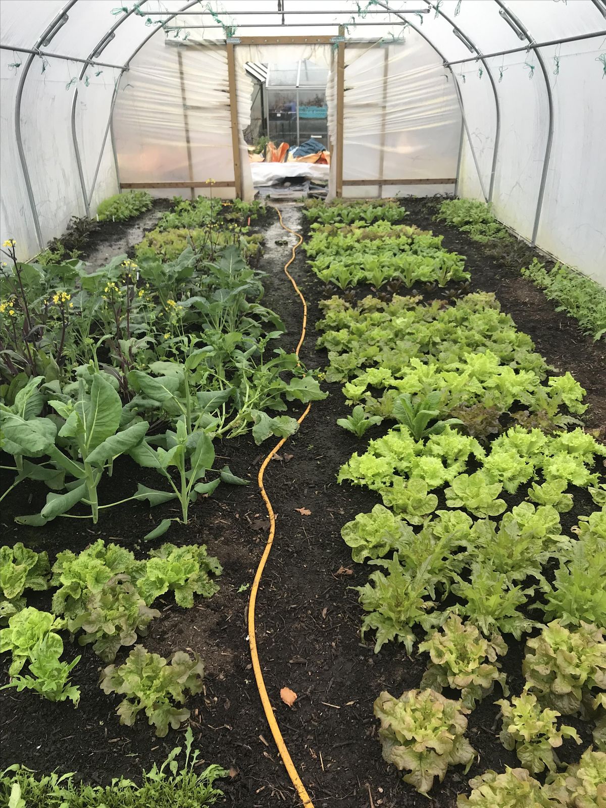 Polytunnel \/ Greenhouse Growing - Winter Cropping: October 2024