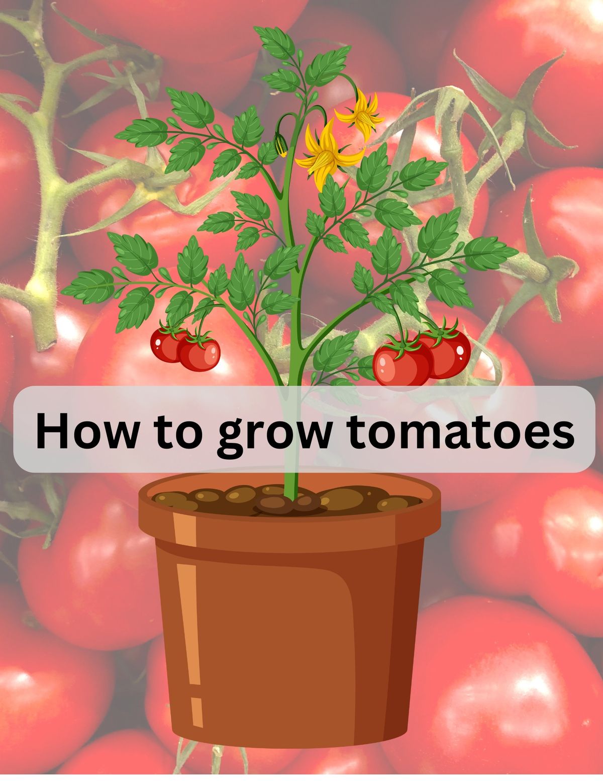 Learn How to Grow Tomatoes