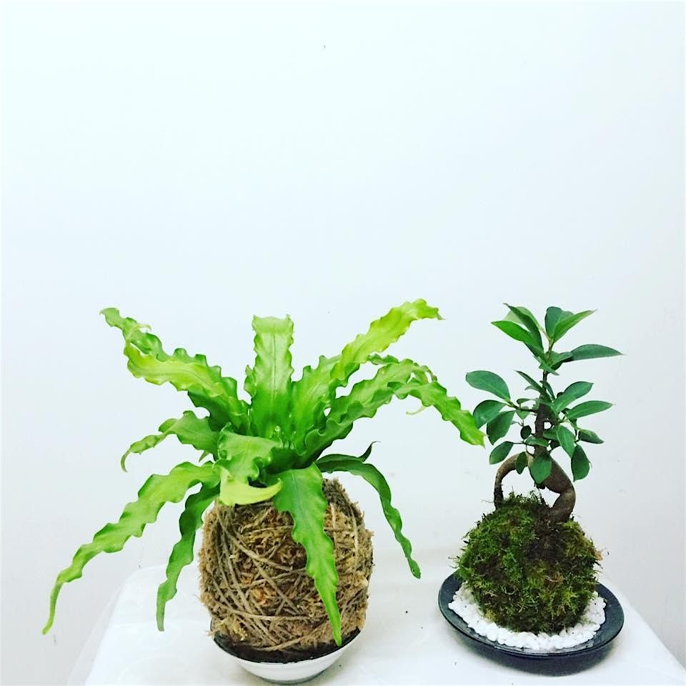 Kokedama workshop