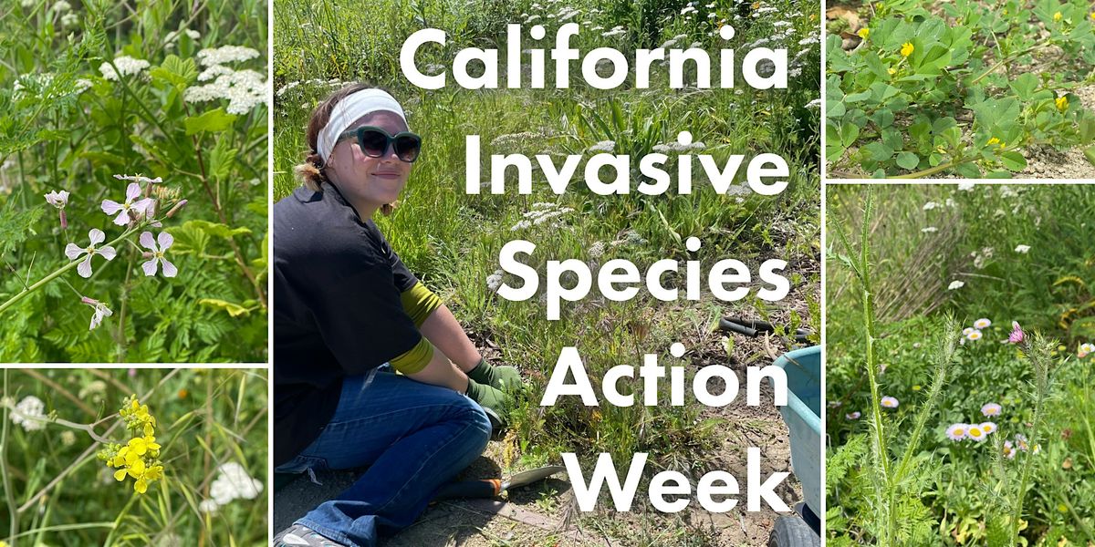 Garden Stewards Volunteer Day - Invasive Species Action Week