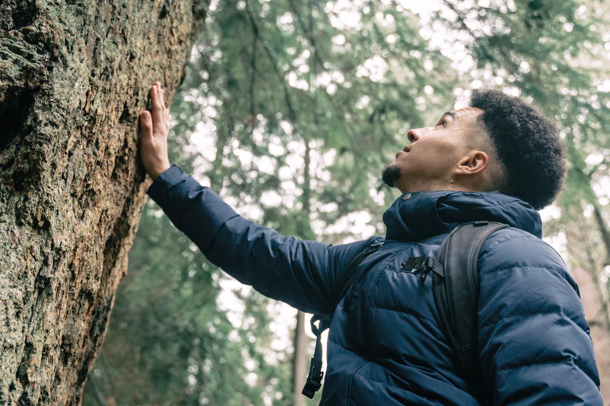 Woodland of Reflection Forest Bathing - Windsor Great Park, Sunday 3 November