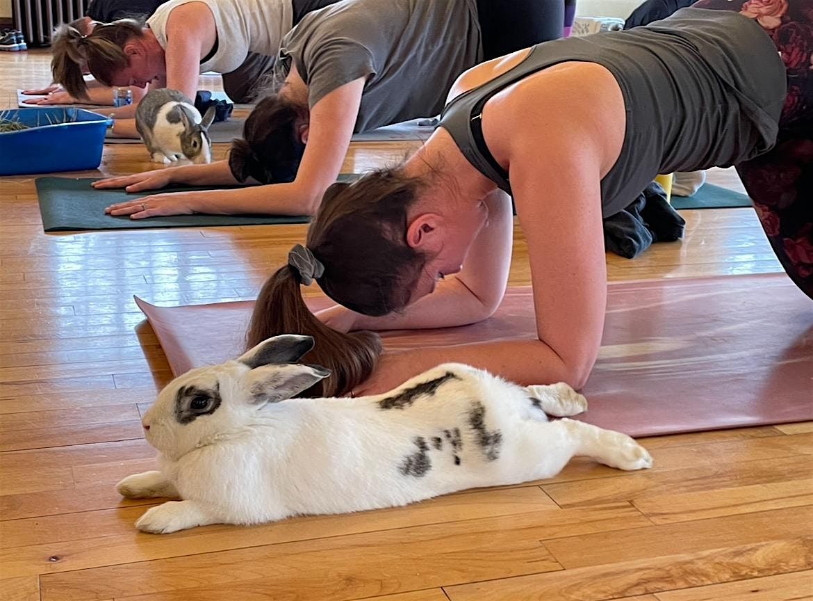 Bunny Yoga at Harebnb