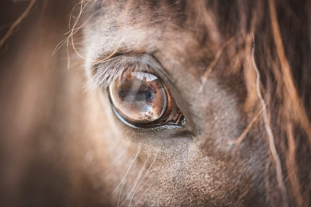 Recognising Dysfunction Workshop w\/ Rosca Horsemanship at Derby College Equestrian Centre