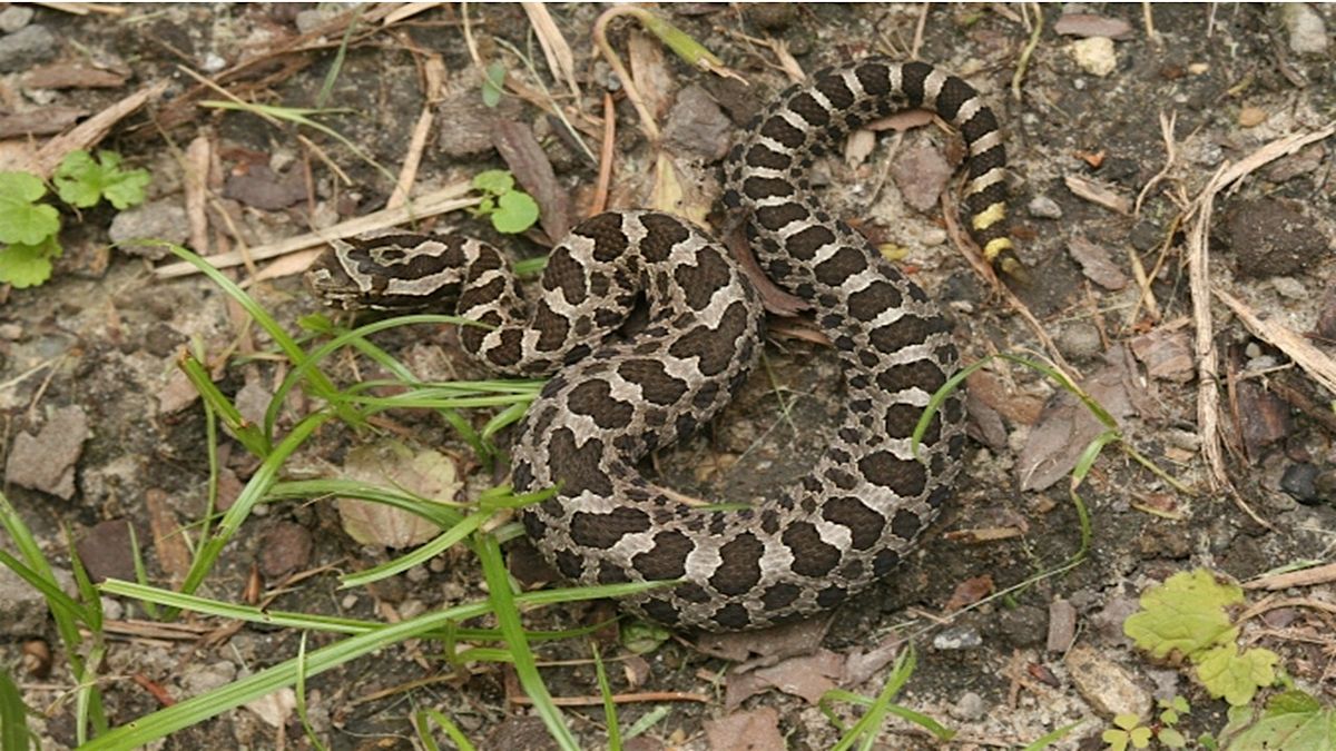 Detroit Zoo: Massasauga Rattlesnakes