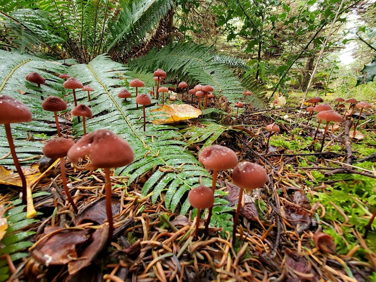 Mushroom Mania:  A Fungal Foray for Families