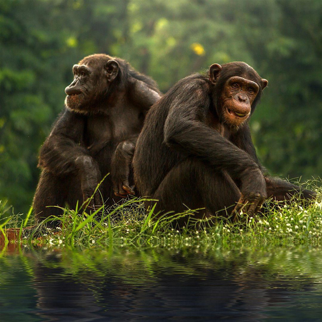 Love and War: What We Can Learn from Chimpanzees