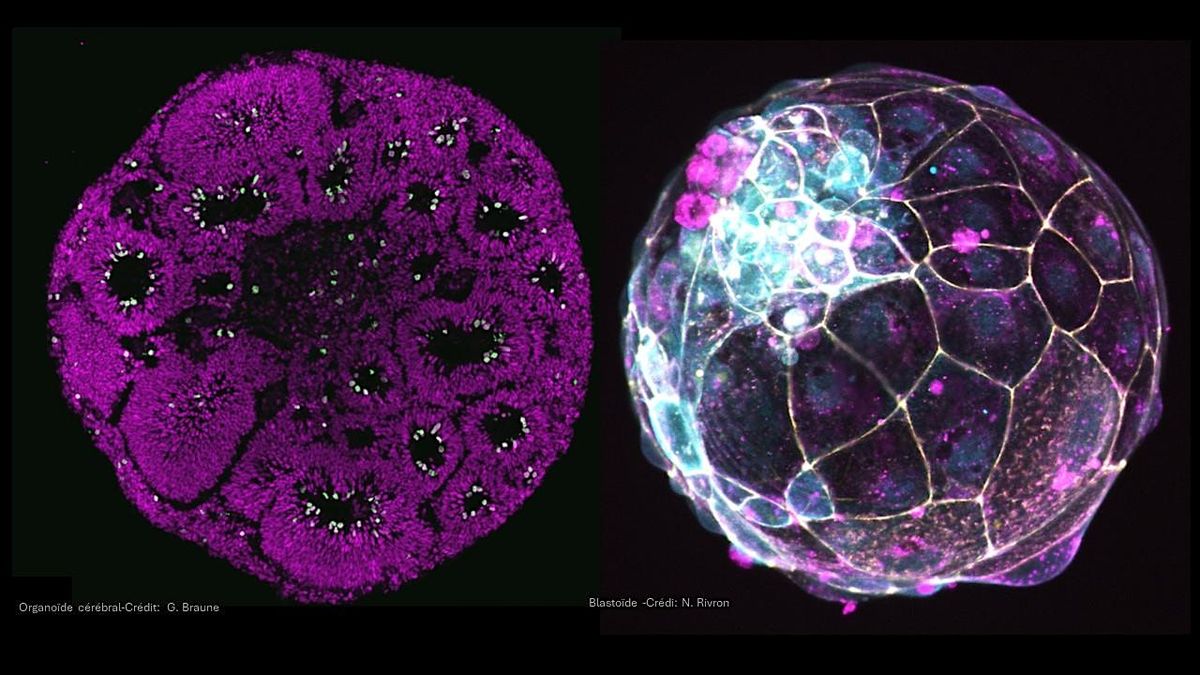 Mini-organes et embryons pr\u00e9coces in vitro : quels enjeux ?