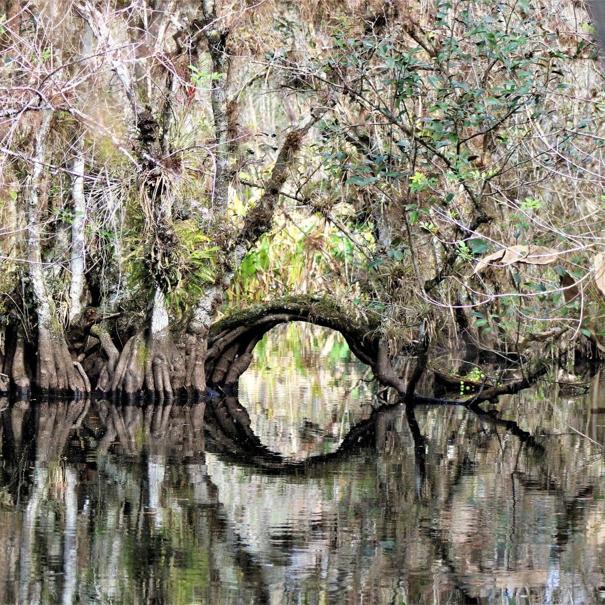 First Friday Everglades Guided Hike