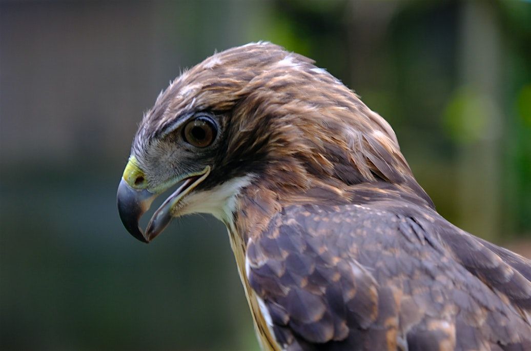 Winged Wisdom: Understanding Birds of Prey