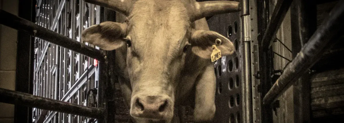 PBR Sioux Falls