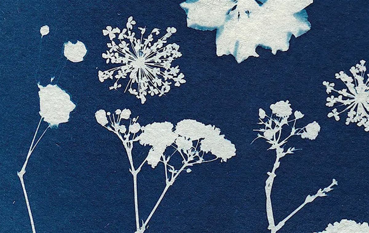 Botanical Cyanotypes