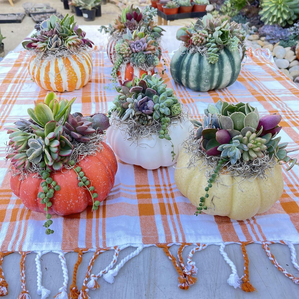 Succulent Pumpkin Crafting