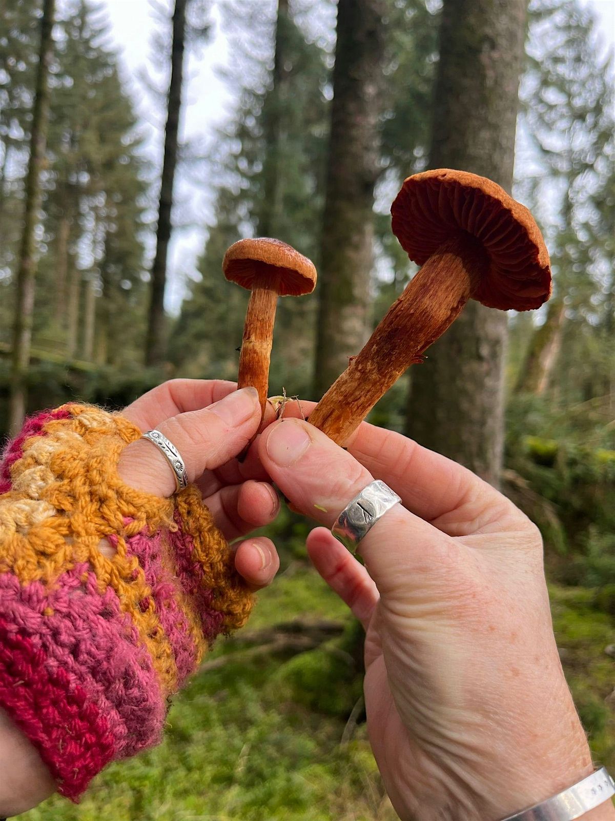 Autumn Foraging with Fungi  For Beginners - West  Yorkshire