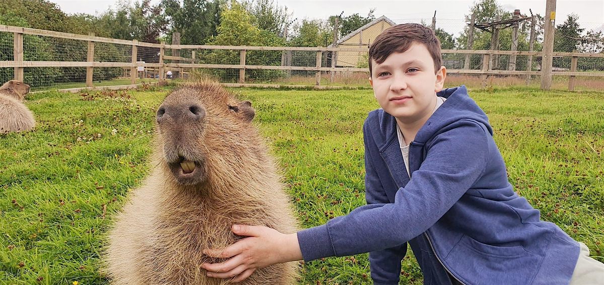 Capybara Experience