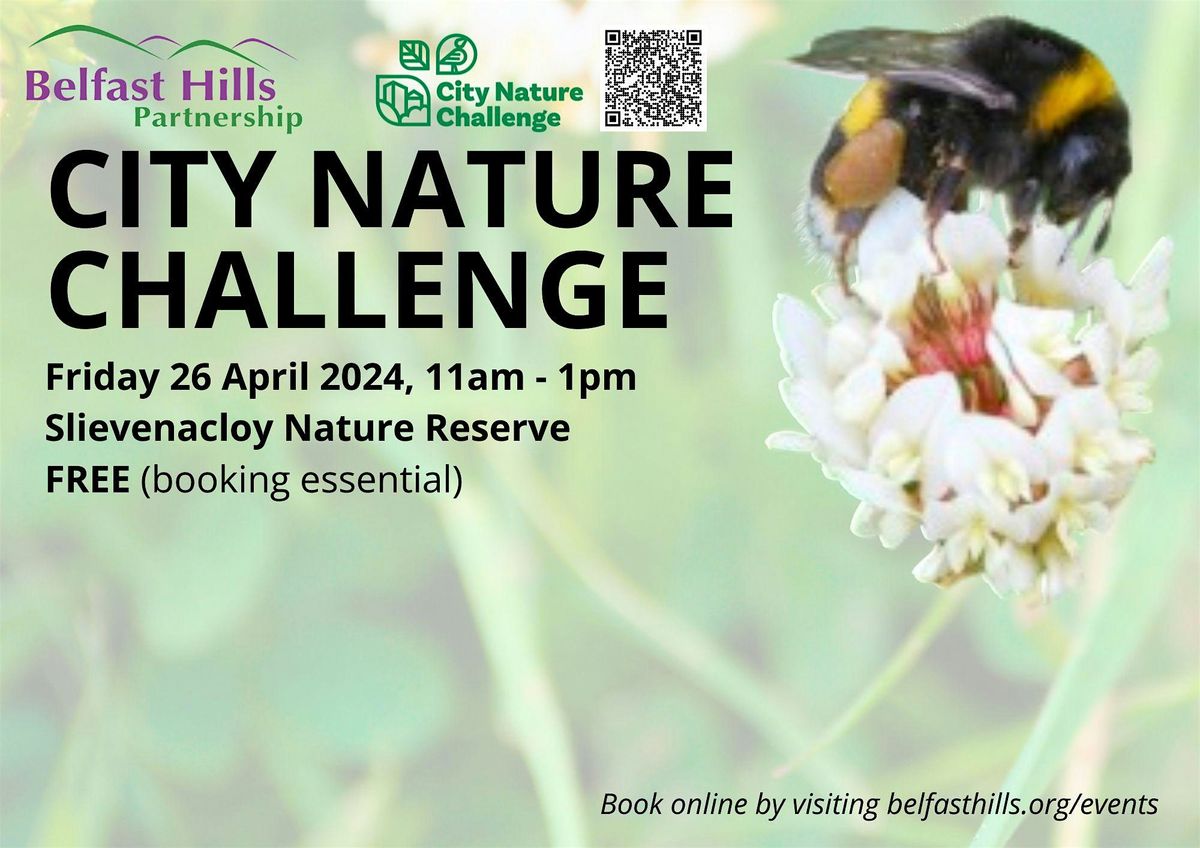 City Nature Challenge: Bees of Slievenacloy