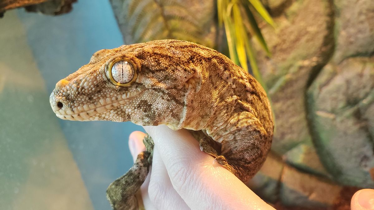 Animal Hour: Giant Caledonian Gecko, Burpee Museum of Natural History ...