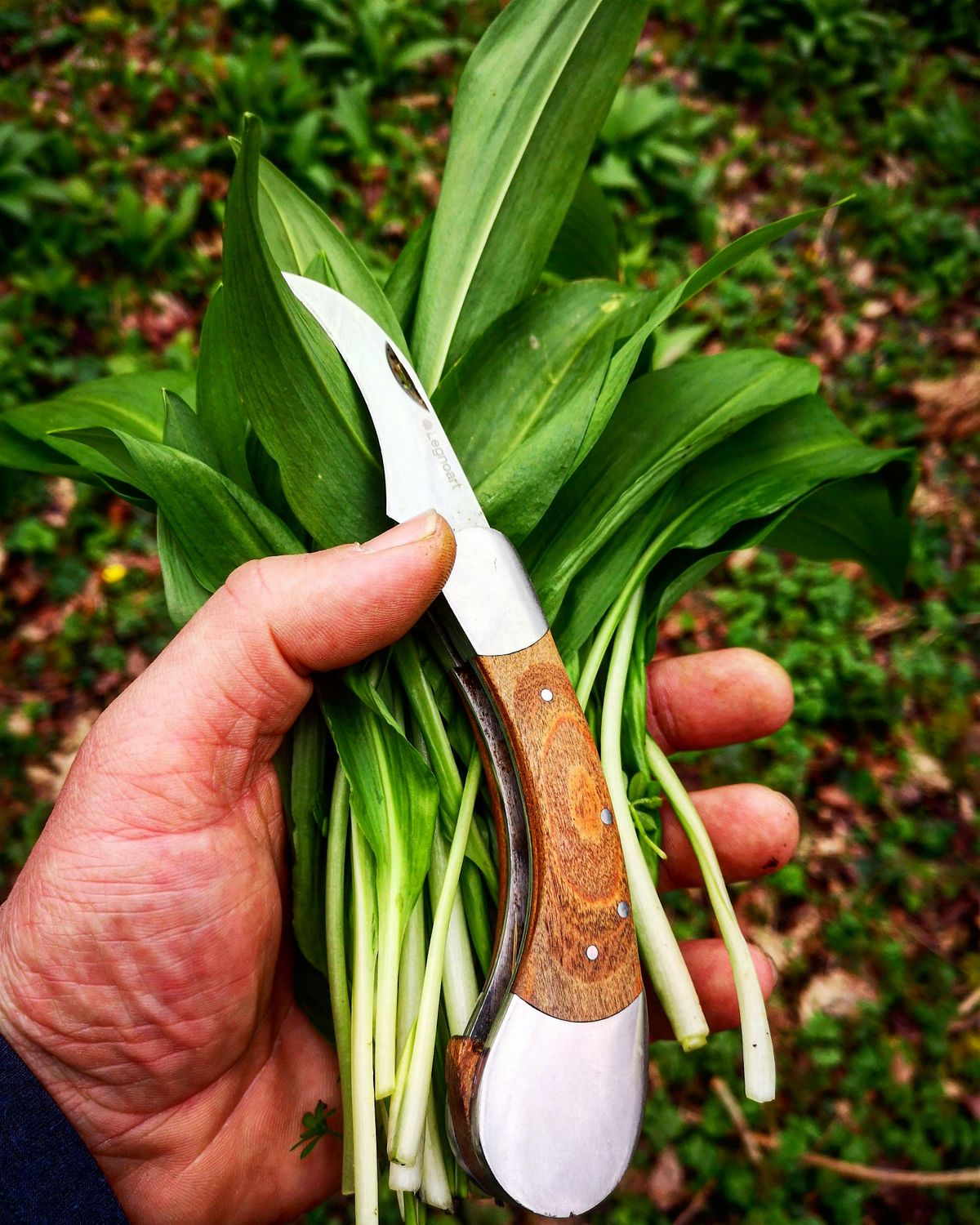 Spring Foraging Walk - Poynings