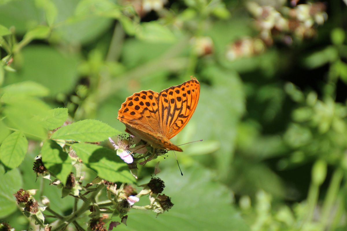 Norwich NWT Group Guided Butterfly Walk