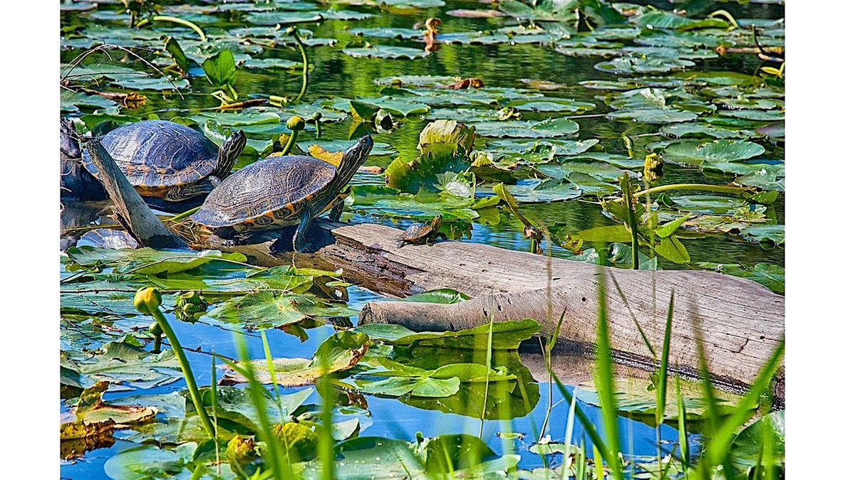 Composition in the Field - Photography Workshop