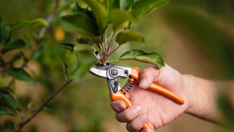 Pruning Basics