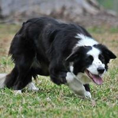 Sydney Sheepdog Club