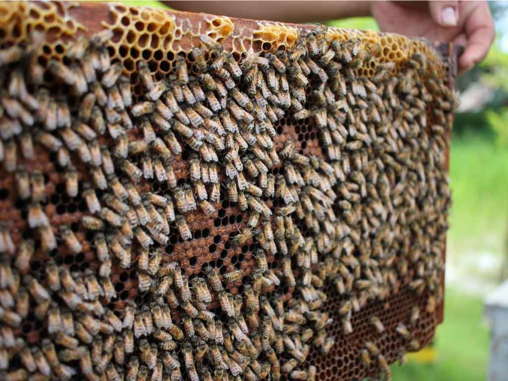 Introduction to Beekeeping