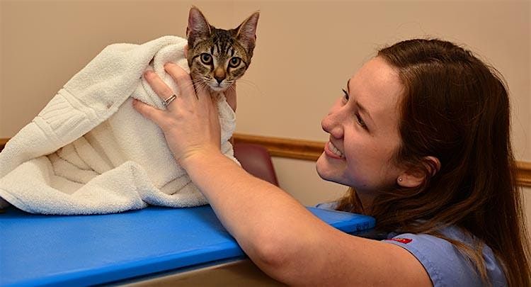 Examination and treatment of abandoned cats