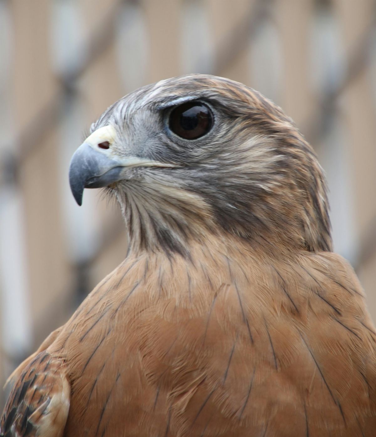 Meet and Greet Presentation with our Avian Ambassadors