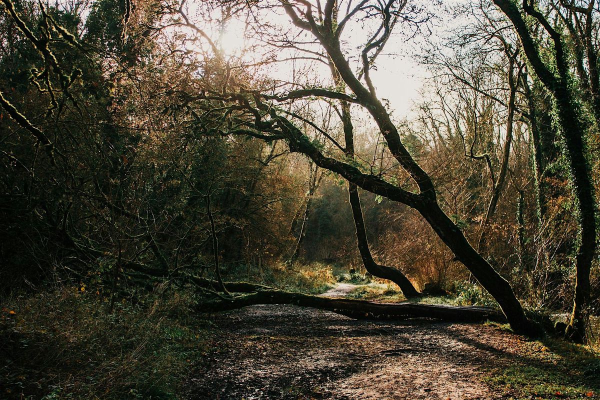 Women-only Hike | Frome, Mells & Vallis Vale | SOMERSET