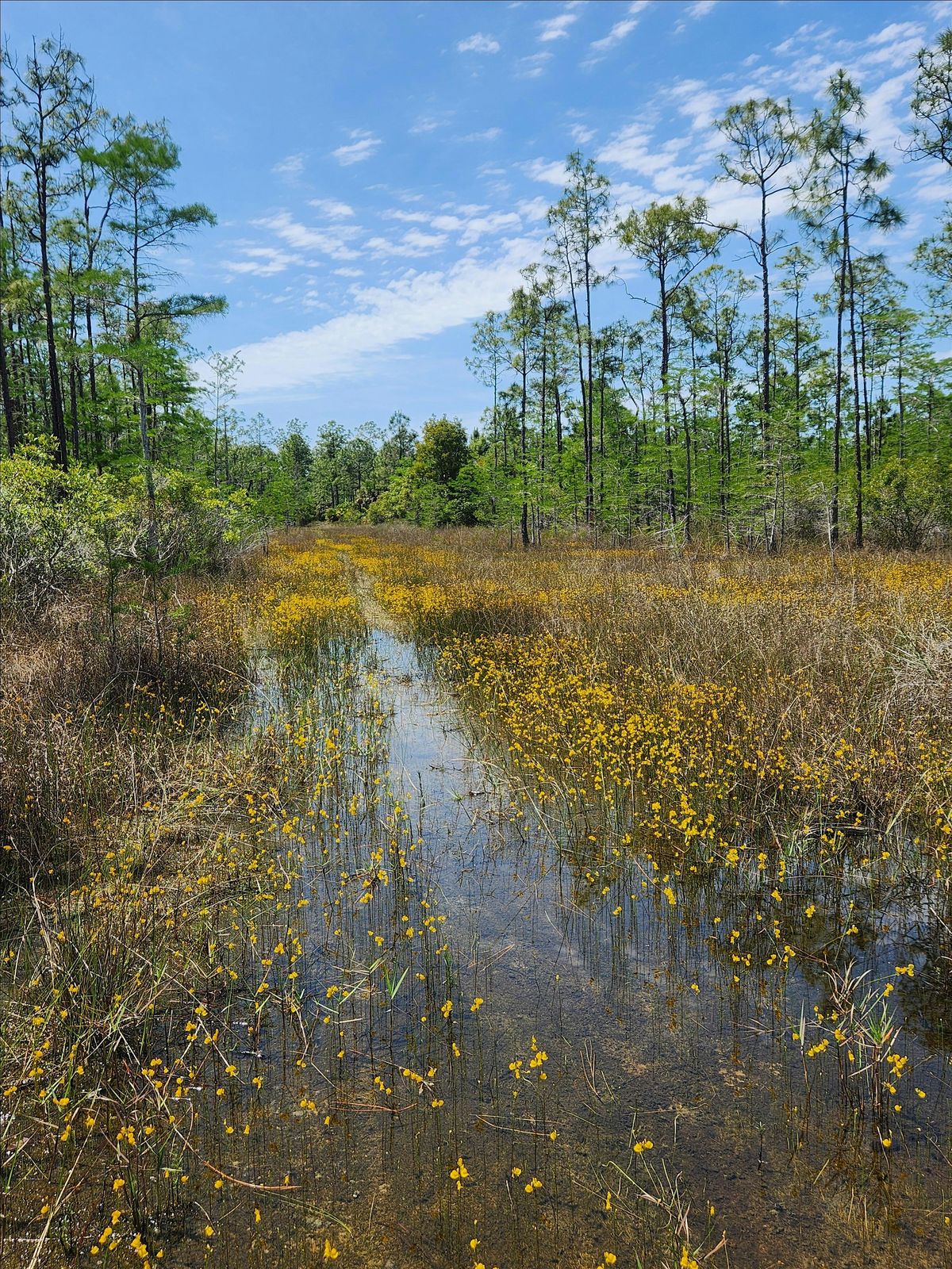 Guided Walk: CREW Flint Pen Strand Trails (Yellow North Trail)