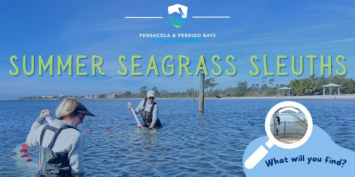 Summer Seagrass Sleuths