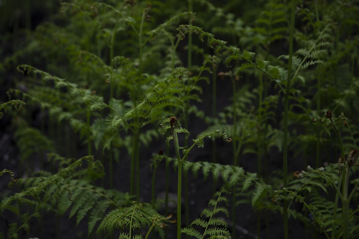 Baltic Teacher CPD: Hinterlands