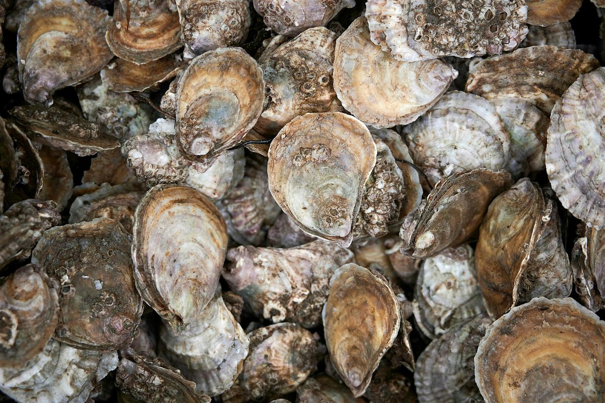 Restoration Forth Oyster Biosecurity