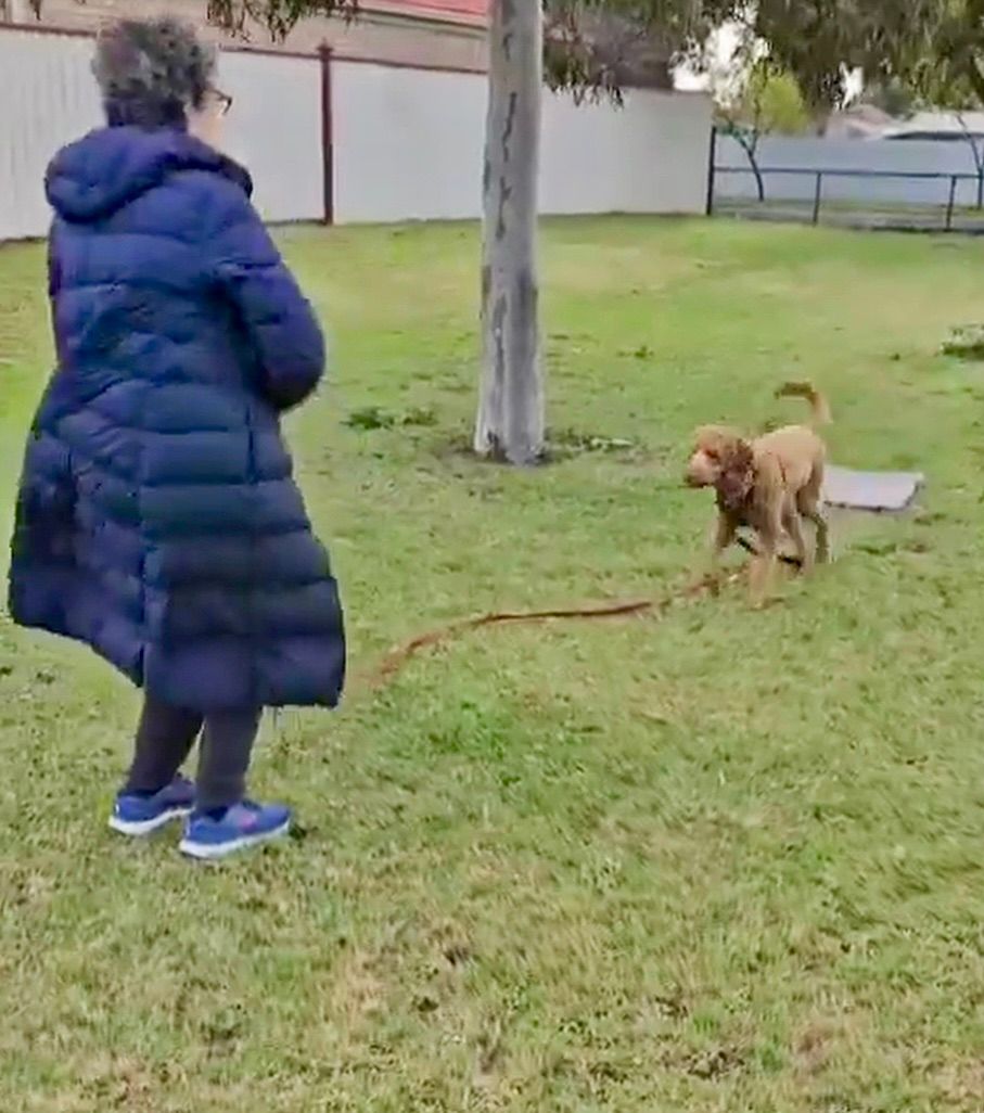 Canine Fundamentals - Croyden Park Saturday's 9am