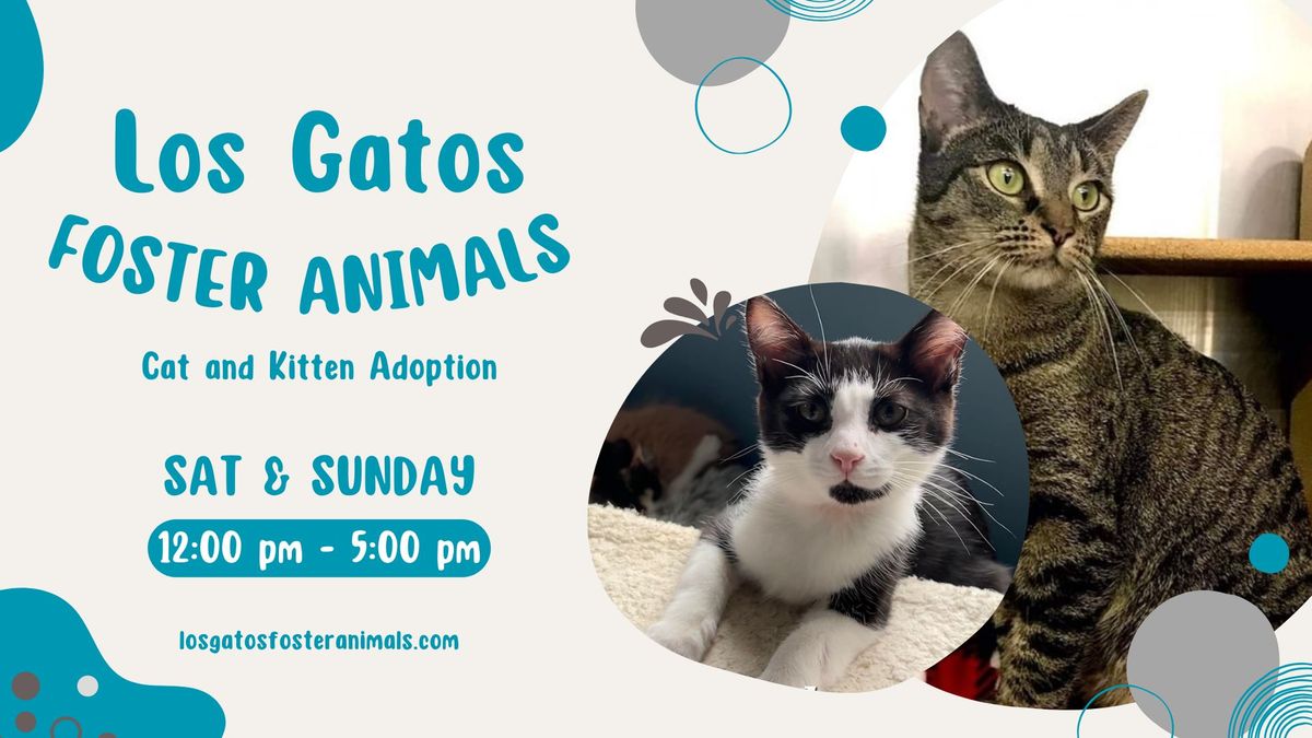 Los Gatos Foster Animals Adoption Event