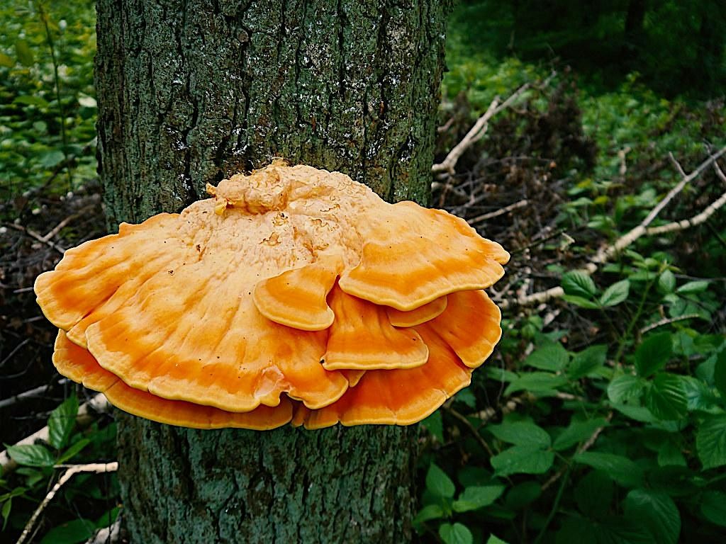 Fungus Among Us: Tree ID for Mushroom Hunters [Field Trip]