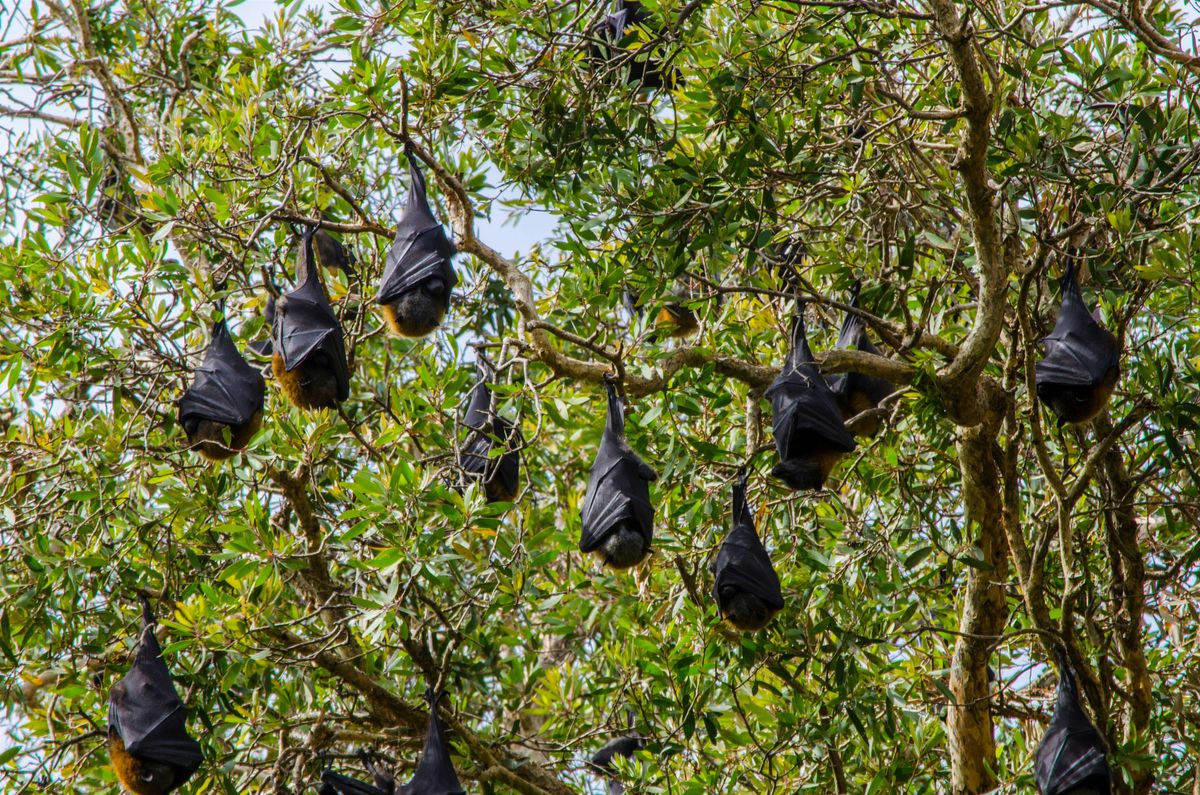 Little Explorers: Going Batty