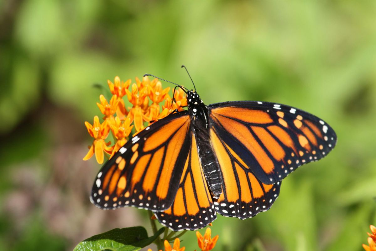 Family-owned Seed Production & Meadow Restoration Field Trip