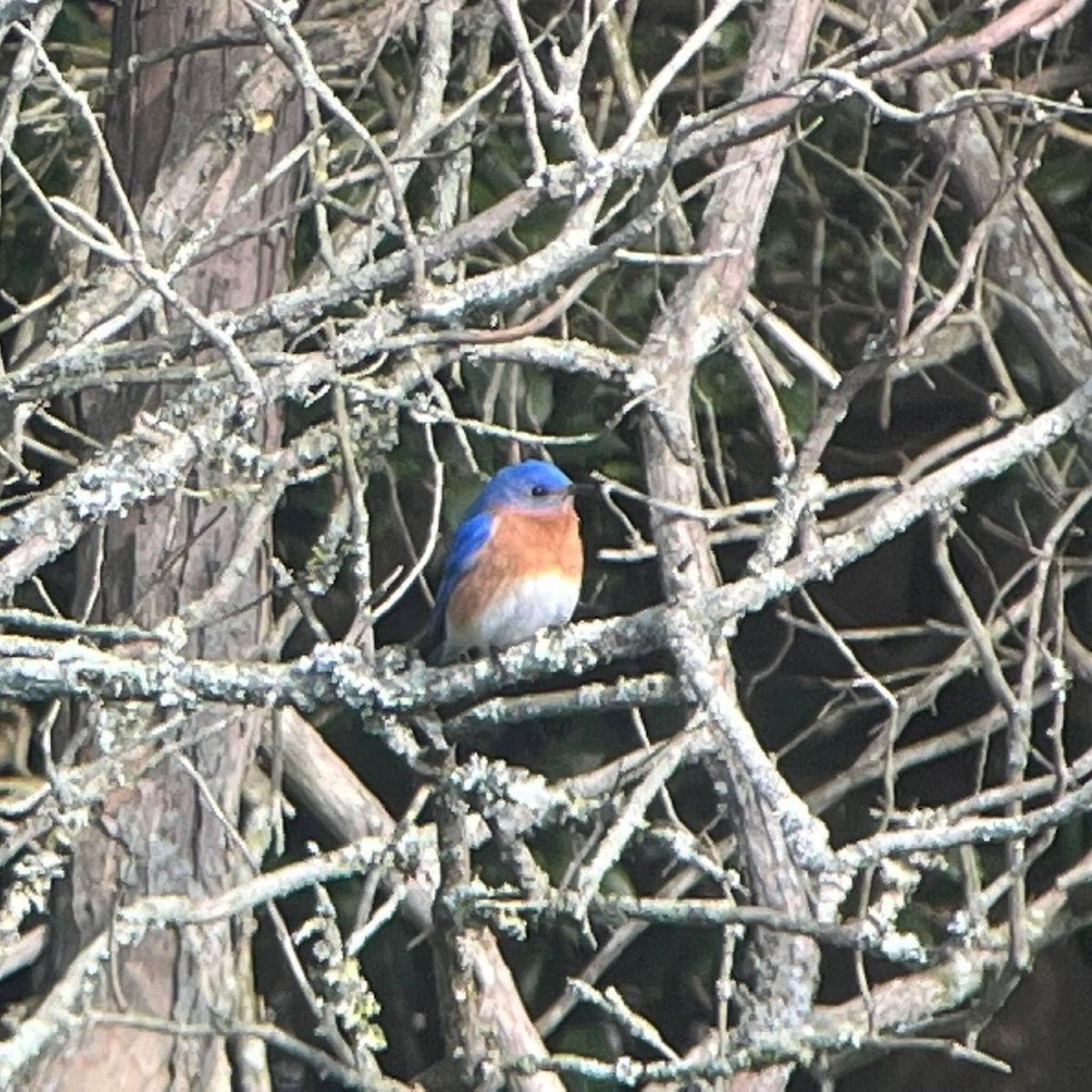 MCAS May 2023 Field Trip - Allaire State Park, Allaire State Park, Wall