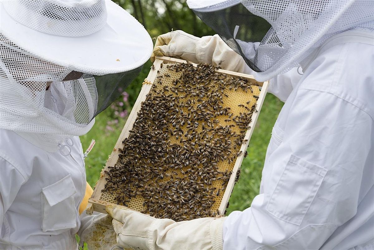 High Wycombe Beekeepers' Association Open Day