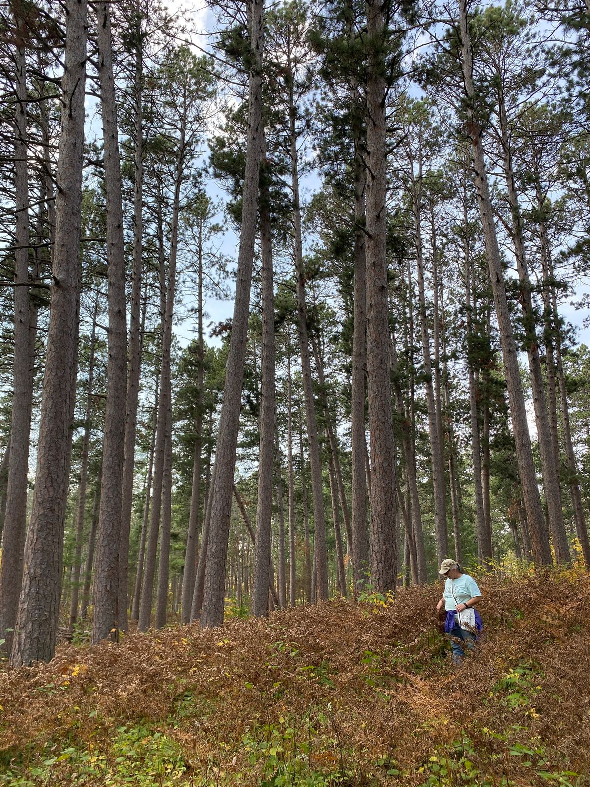 The River Talks: Returning Good Fire to Superior Forests