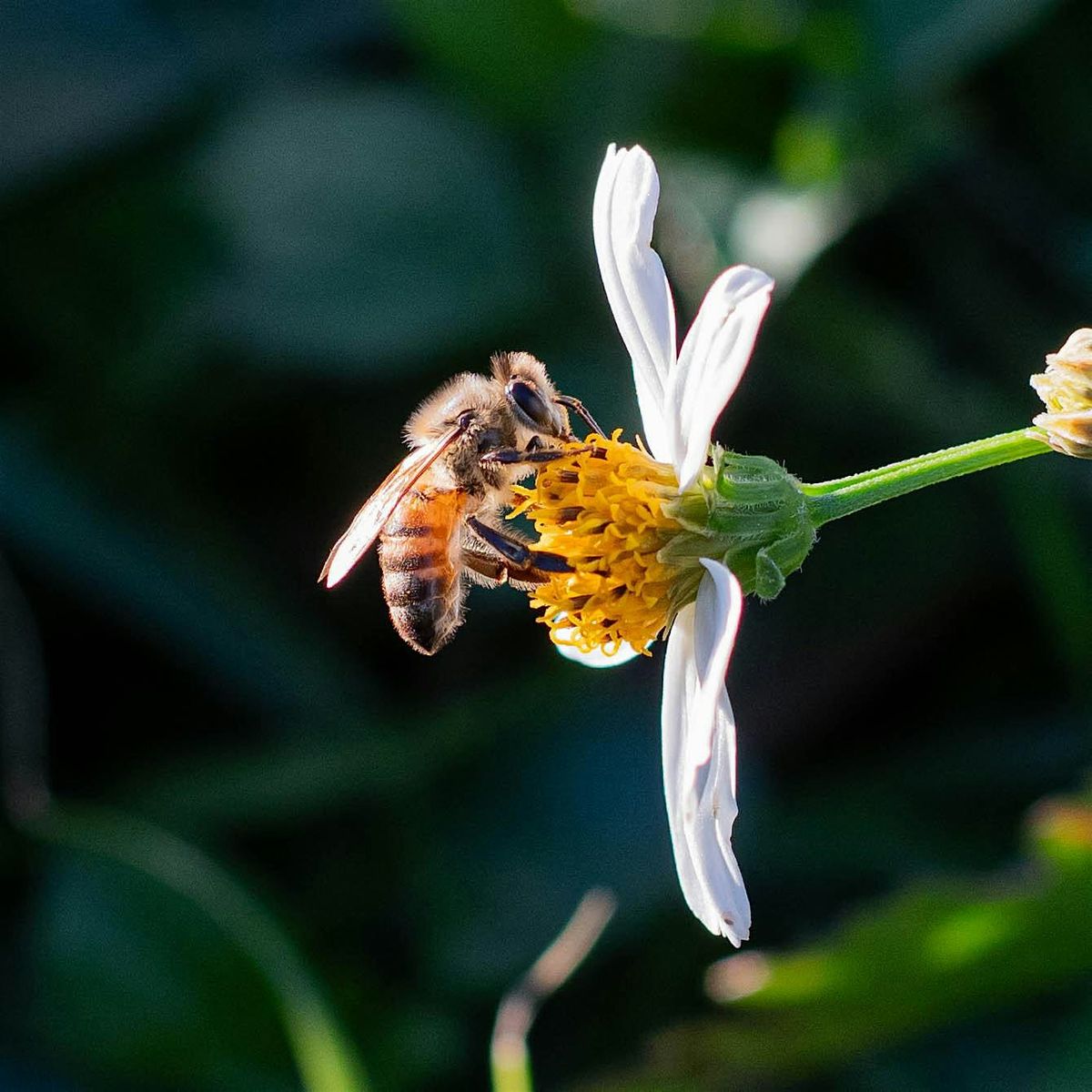 2024 National Honey Bee Day