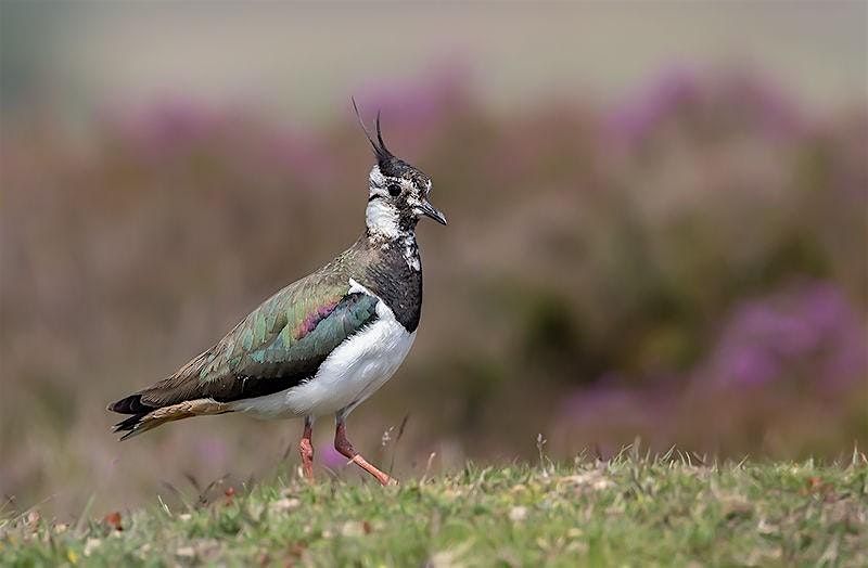 Winter Waders Guided Walk at Carlton Marshes (ECC 2816)