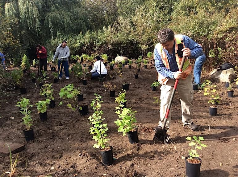 Jericho Beach Park Planting Event